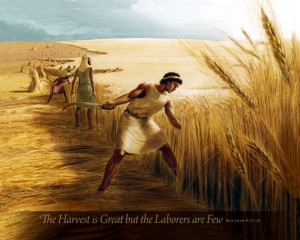 22x28 Wraparound Harvest 1000 300